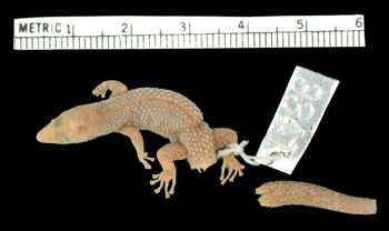 Media type: image;   Herpetology R-3341